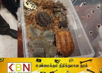 விமான நிலையத்தில் வைத்து பெட்டியை திறந்த சுங்க அதிகாரிகளுக்கு அதிர்ச்சி கொடுத்த தம்பதியினர்!