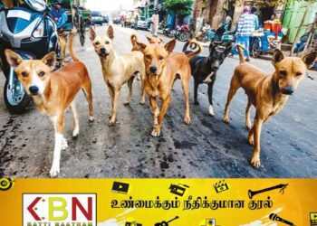 இலங்கையில் 62 இலட்சம் தெருநாய்கள்; இராஜாங்க அமைச்சர் தகவல்!