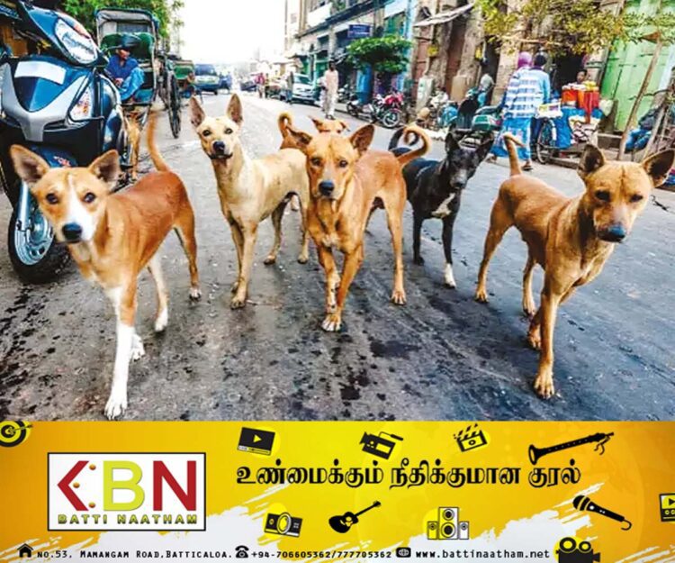 இலங்கையில் 62 இலட்சம் தெருநாய்கள்; இராஜாங்க அமைச்சர் தகவல்!