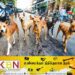 இலங்கையில் 62 இலட்சம் தெருநாய்கள்; இராஜாங்க அமைச்சர் தகவல்!