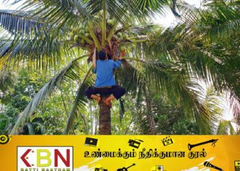 20 தேங்காய்கள் திருடியவருக்கு 3 வருட சிறை தண்டனை!