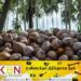 தேங்காய் விலை அதிகரிப்பு!