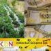 வீட்டுத் தோட்டங்களுக்கு 2 இலட்சம் ரூபா நிதியுதவி!