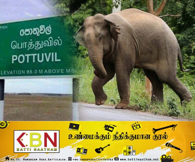 காட்டு யானை தாக்கியதில் வெளிநாட்டு சுற்றுலாப் பயணி உயிரிழப்பு!