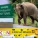 காட்டு யானை தாக்கியதில் வெளிநாட்டு சுற்றுலாப் பயணி உயிரிழப்பு!