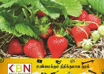நுவரெலியாவில் ஸ்டோபரி பயிர்ச் செய்கைக்கான மாதிரி கிராமம்!