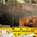 பூனையை மீட்கச் சென்ற ஒரே குடும்பத்தைச் சேர்ந்த ஐவர் பலி!