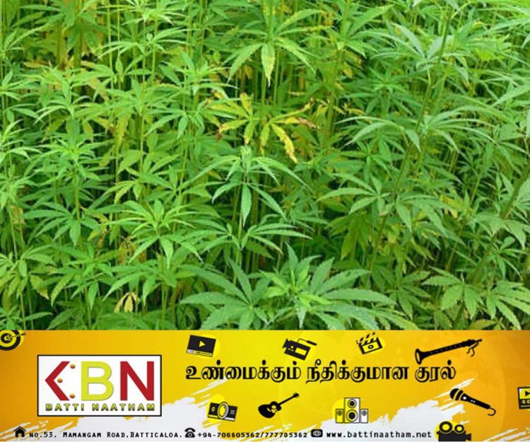 யால வனப்பகுதி சுற்றிவளைப்பில் ஆறு ஏக்கரில் பயிரிடப்பட்ட கஞ்சா செடி அழிப்பு !