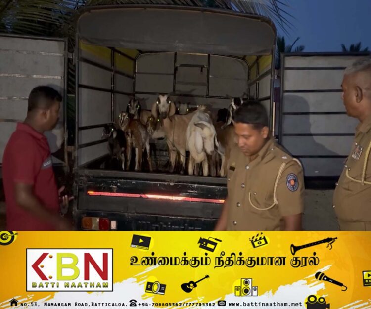 மந்தை காவலர்களை தாக்கிவிட்டு ஆடுகளை கொள்ளையடித்தவர்கள் கைது!