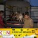 மந்தை காவலர்களை தாக்கிவிட்டு ஆடுகளை கொள்ளையடித்தவர்கள் கைது!
