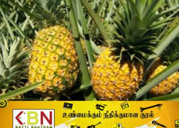 MD2 அன்னாசியை பயிரிட முன்னெடுக்கும் நடவடிக்கைகள்!