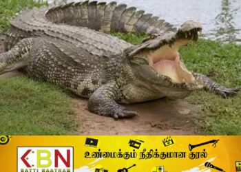 வாழைச்சேனை பகுதியில் முதலை கடித்து வயோதிபர் உயிரிழப்பு!