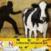 கால்நடைகளை திருடுபவர்களுக்கு பத்து இலட்சம் அபராதம்!