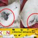 ஹோட்டல்களுக்கு விநியோகிக்கப்பட்ட ஐஸ் கட்டியில் உறைந்த நிலையில் எலி!
