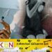 யாழில் பெண்ணுக்கு ஊசி மூலம் போதைப்பொருள் செலுத்தி 10 பேர் கூட்டு வன்புணர்வு!