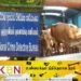 கல்முனைக்கு நோய்வாய்ப்பட்ட மாடுகளை கடத்தியவர்கள் கைது!