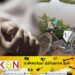 முல்லைத்தீவு பகுதியில் குட்டைக்குள் விழுந்த வயோதிபர் உயிரிழப்பு!