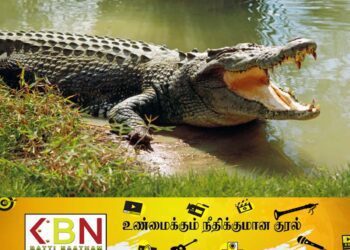 அம்பாறையில் முதலைகளின் நடமாட்டத்தால்  வீதிகளில் பயணிக்க மக்கள் அச்சம் தெரிவிப்பு!
