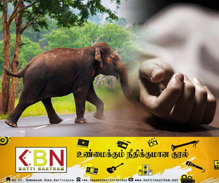 திருகோணமலையில் காட்டு யானை தாக்குதலுக்கு இலக்கானவர் பலி!