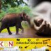 திருகோணமலையில் காட்டு யானை தாக்குதலுக்கு இலக்கானவர் பலி!