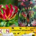 இலங்கையில் கார்த்திகைப் பூ பதிக்கப்பட்ட காலணி; தமிழர் தரப்பில் முன்வைக்கப்பட்டுள்ள குற்றச்சாட்டு!