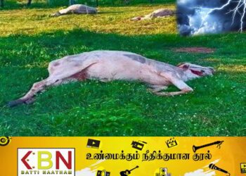 மின்னல் தாக்கத்தினால் கால்நடைகள் உயிரிழப்பு!