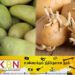 சூரிய ஒளி படும் போது பச்சையாகும் மரக்கறிகள் தொடர்பில் மக்களுக்கு விடுக்கப்பட்டுள்ள எச்சரிக்கை!