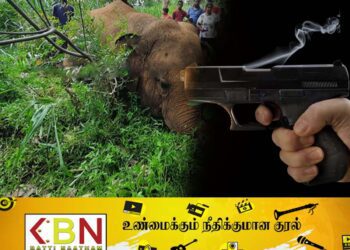 ஹல்மில்லகுளம் பிரதேசத்தில் துப்பாக்கிச் சூட்டுக்கு இலக்காகி யானை பலி!