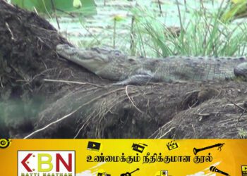 புத்தளம் பகுதியில் முதலைகளின் நடமாட்டம் அதிகரிப்பு!