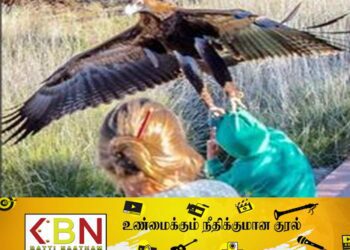 சிறுவனை தூக்க முயன்ற ராட்சத பருந்து!