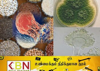 சேமித்து வைக்கப்படும் தானியங்களில் புற்றுநோய் பூஞ்சை; பொது சுகாதார பரிசோதகர் வெளியிட்டுள்ள அதிர்ச்சி தகவல்!