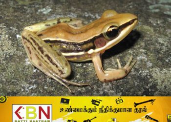 இலங்கைக்கே உரித்தானது என நம்பப்பட்ட தவளை இந்தியாவில் கண்டு பிடிப்பு!
