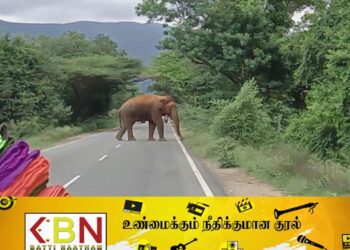 வவுனியா பகுதியில் நோயாளர் காவு வண்டி வழிமறித்து வீதியில் அட்டகாசம் செய்யும் யானைகள்!