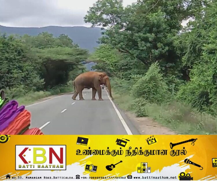 வவுனியா பகுதியில் நோயாளர் காவு வண்டி வழிமறித்து வீதியில் அட்டகாசம் செய்யும் யானைகள்!