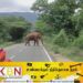 வவுனியா பகுதியில் நோயாளர் காவு வண்டி வழிமறித்து வீதியில் அட்டகாசம் செய்யும் யானைகள்!