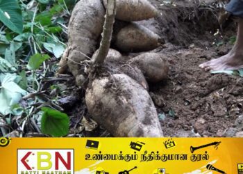 இலங்கையில் விளைந்த எடை கூடிய மரவள்ளிக்கிழங்கு!