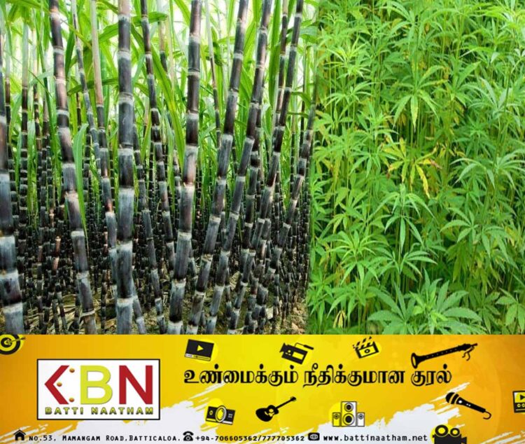 கரும்பு தோட்டத்தில் வளர்க்கப்பட்ட கஞ்சா செடி; இருவர் கைது!