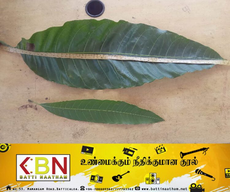 யாழில் நீளமாக வளர்ந்த மா இலை!