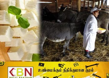 இலங்கையில் மேற்கொள்ளப்பட்ட ஆராய்ச்சி; கழுதைப்பாலிலிருந்து பாலாடைக்கட்டி தயாரிப்பு!
