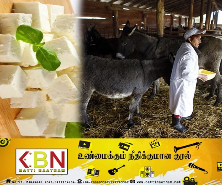 இலங்கையில் மேற்கொள்ளப்பட்ட ஆராய்ச்சி; கழுதைப்பாலிலிருந்து பாலாடைக்கட்டி தயாரிப்பு!