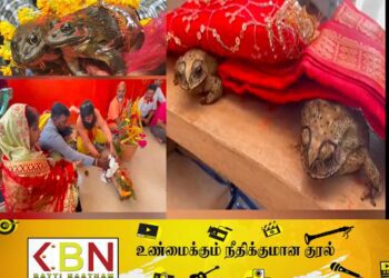 தவளைக்கும் தவளைக்கும் கல்யாணம்!