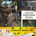 யாழில் இறைச்சியாக்கப்படவிருந்த கன்றுத்தாச்சி மாடு மீட்பு!