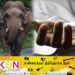 அநுராதபுர பகுதியில் காட்டு யானை தாக்கி ஒருவர் உயிரிழப்பு!