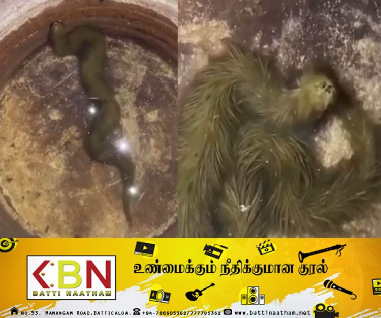 விசித்திர நீர் பாம்பு கண்டுபிடிப்பு!