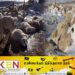 மங்கோலியாவில் பனிப்புயல்; 70 இலட்சம் கால்நடைகள் உயிரிழப்பு!