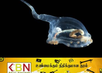 கடலில் கண்டுபிடிக்கப்பட்ட வினோத உயிரினம்!