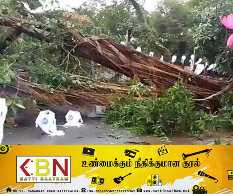 கொழும்பில் மரங்களின் வேர்கள் மற்றும் நிலத்தடி தன்மைகளை ஆராய நடவடிக்கை முன்னெடுப்பு!