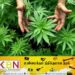 யால தேசிய பூங்காவில் கஞ்சா பயிர்ச்செய்கை கண்டுபிடிப்பு!