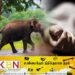 திருகோணமலையில் யானை தாக்கி ஒருவர் பலி!