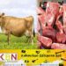 யாழில் சட்டவிரோதமான முறையில் மாட்டிறைச்சி கடத்திய இருவர் கைது!